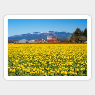 Tulip Field Sticker